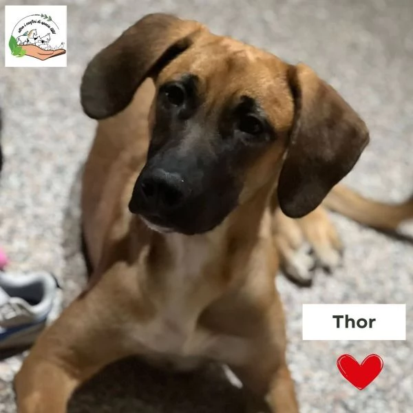 THOR cucciolone incrocio segugio rhodesian 1 anno e mezzo CERCA CASA