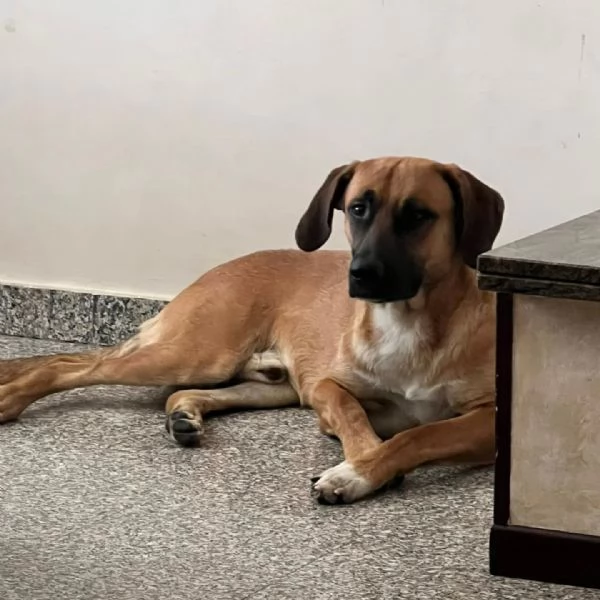 THOR cucciolone incrocio segugio rhodesian 1 anno e mezzo CERCA CASA | Foto 2