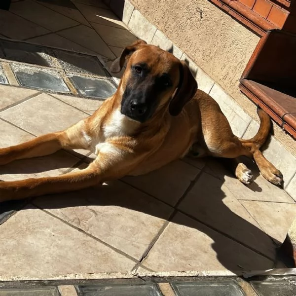 THOR cucciolone incrocio segugio rhodesian 1 anno e mezzo CERCA CASA | Foto 1