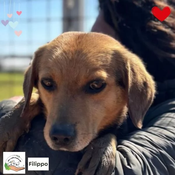 FILIPPO dolce cagnolino 6 anni cerca casa - da sempre in canile!