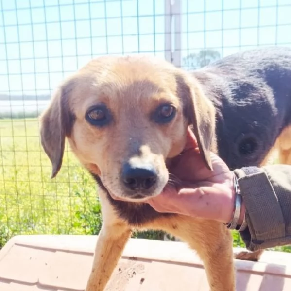 FILIPPO dolce cagnolino 6 anni cerca casa - da sempre in canile! | Foto 1