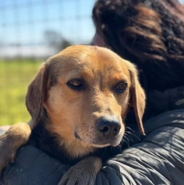 FILIPPO dolce cagnolino 6 anni cerca casa - da sempre in canile! | Foto 0