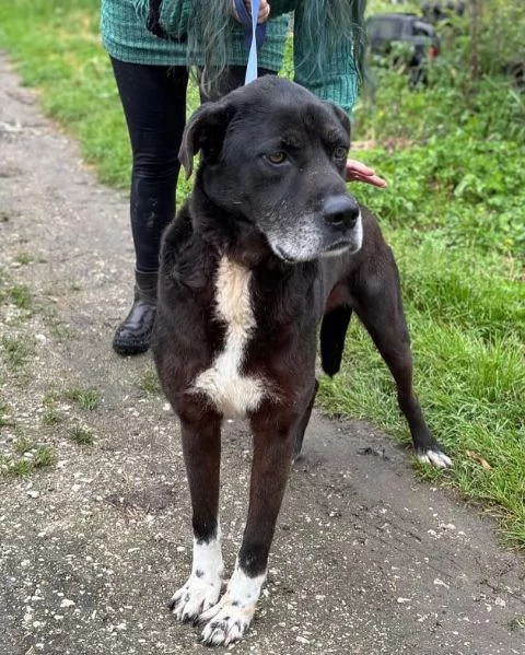 ROCKY 8 anni cerca casa - il suo papà umano è morto e  lui finisce in canile | Foto 2