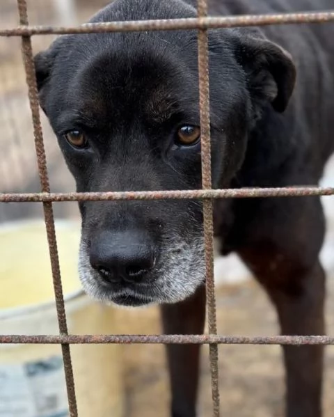 ROCKY 8 anni cerca casa - il suo papà umano è morto e  lui finisce in canile | Foto 1