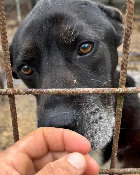 ROCKY 8 anni cerca casa - il suo papà umano è morto e  lui finisce in canile | Foto 0