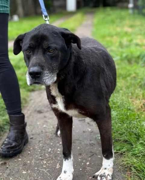 ROCKY 8 anni cerca casa - il suo papà umano è morto e  lui finisce in canile