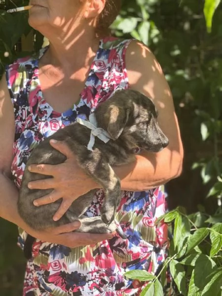 BICE dolce cucciolina cerca adozione - 4 mesi di bontà! | Foto 1