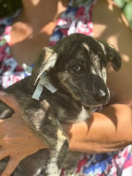 BICE dolce cucciolina cerca adozione - 4 mesi di bontà! | Foto 0