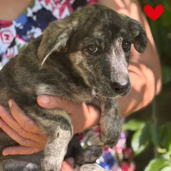BICE dolce cucciolina cerca adozione - 4 mesi di bontà!