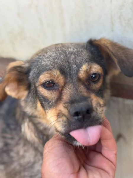 Nina e Lulù cagnoline taglia medio piccola in adozione | Foto 2