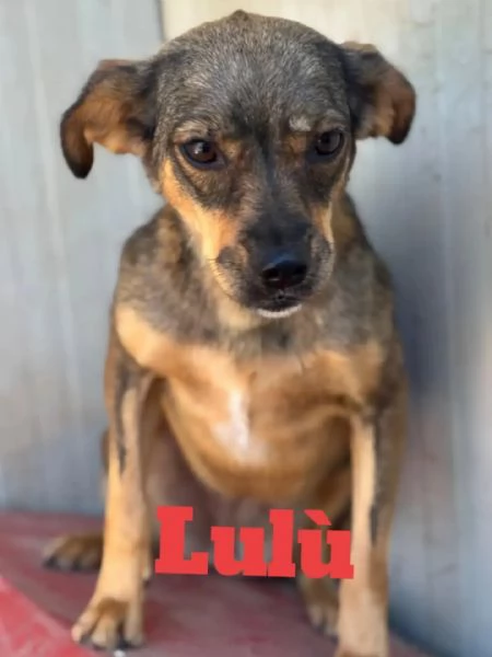 Nina e Lulù cagnoline taglia medio piccola in adozione | Foto 1