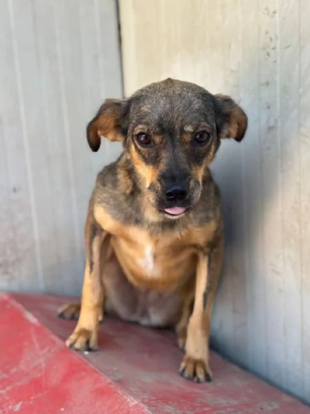 Nina e Lulù cagnoline taglia medio piccola in adozione | Foto 0