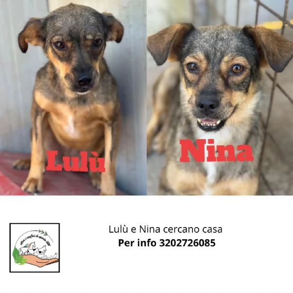 Nina e Lulù cagnoline taglia medio piccola in adozione