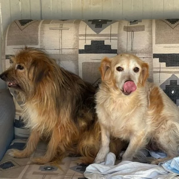 Luna e Toby cercano adozione! rimasti soli dopo la morte del loro papà umano | Foto 2