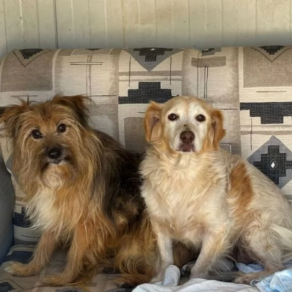 Luna e Toby cercano adozione! rimasti soli dopo la morte del loro papà umano | Foto 1