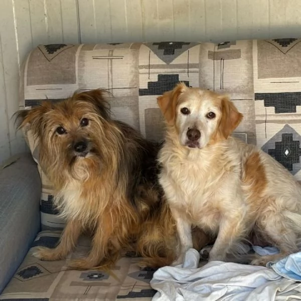 Luna e Toby cercano adozione! rimasti soli dopo la morte del loro papà umano | Foto 0