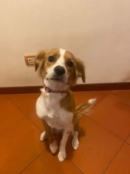 Ariel dolce cagnolina mix Breton 8 mesi cerca adozione a Latina | Foto 2