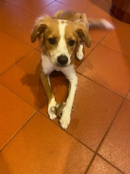 Ariel dolce cagnolina mix Breton 8 mesi cerca adozione a Latina | Foto 1