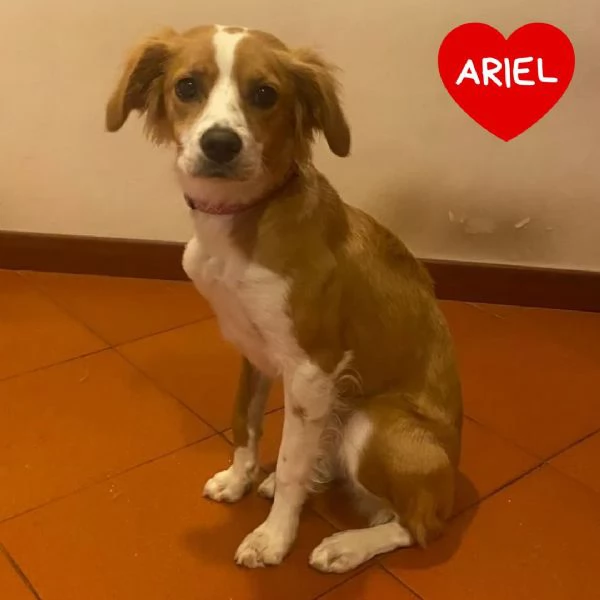 Ariel dolce cagnolina mix Breton 8 mesi cerca adozione a Latina