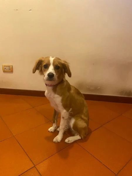 Ariel dolce cagnolina mix Breton 8 mesi cerca adozione a Latina | Foto 0