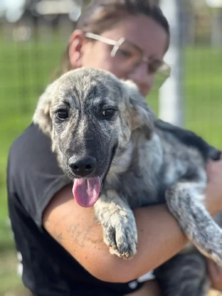 JOY cucciola 7 mesi cerca adozione - taglia media  | Foto 3