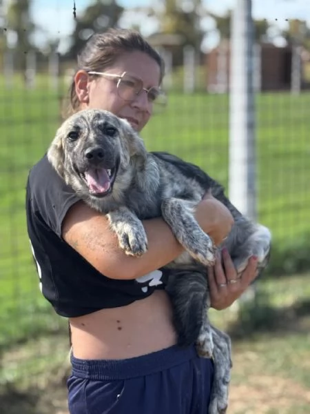 JOY cucciola 7 mesi cerca adozione - taglia media  | Foto 2