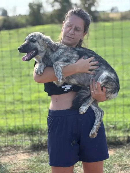 JOY cucciola 7 mesi cerca adozione - taglia media  | Foto 1