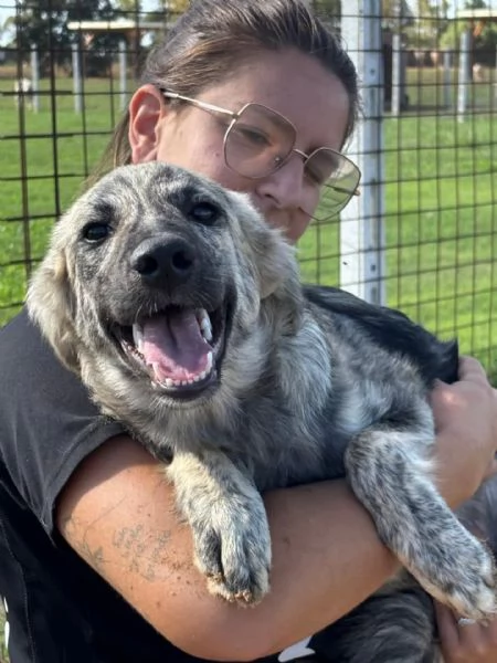 JOY cucciola 7 mesi cerca adozione - taglia media  | Foto 0