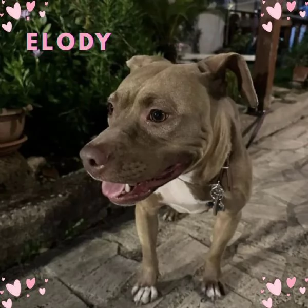 Elody dolce cagnolina 2 anni cerca adozione 