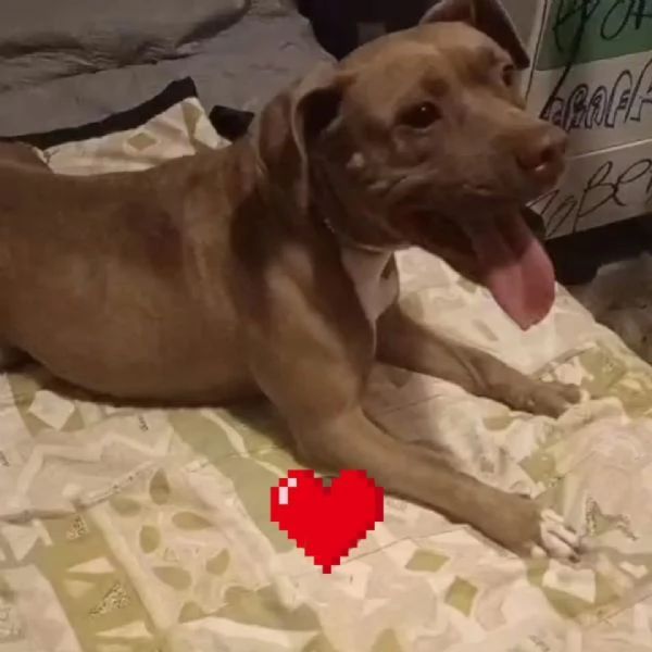 Elody dolce cagnolina 2 anni cerca adozione  | Foto 0