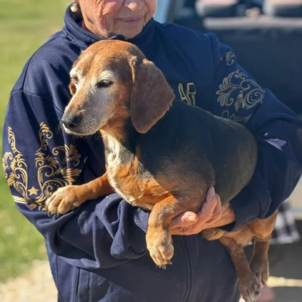 Armando bassotto dolce e gentile cerca adozione - 8 anni | Foto 2