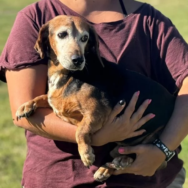 Armando bassotto dolce e gentile cerca adozione - 8 anni | Foto 1