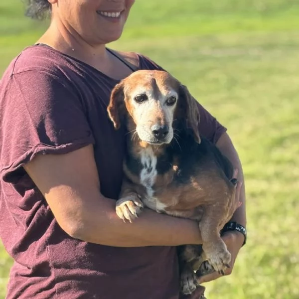 Armando bassotto dolce e gentile cerca adozione - 8 anni | Foto 0