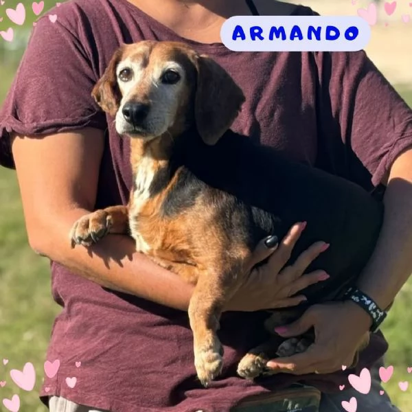 Armando bassotto dolce e gentile cerca adozione - 8 anni