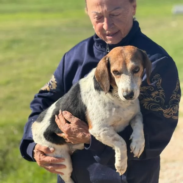 Giulio dolce cagnolino incrocio beagle jack russell cerca casa  | Foto 2