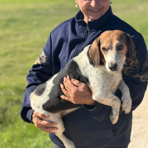 Giulio dolce cagnolino incrocio beagle jack russell cerca casa  | Foto 1