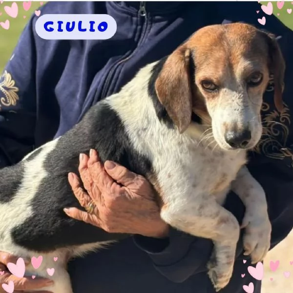 Giulio dolce cagnolino incrocio beagle jack russell cerca casa 