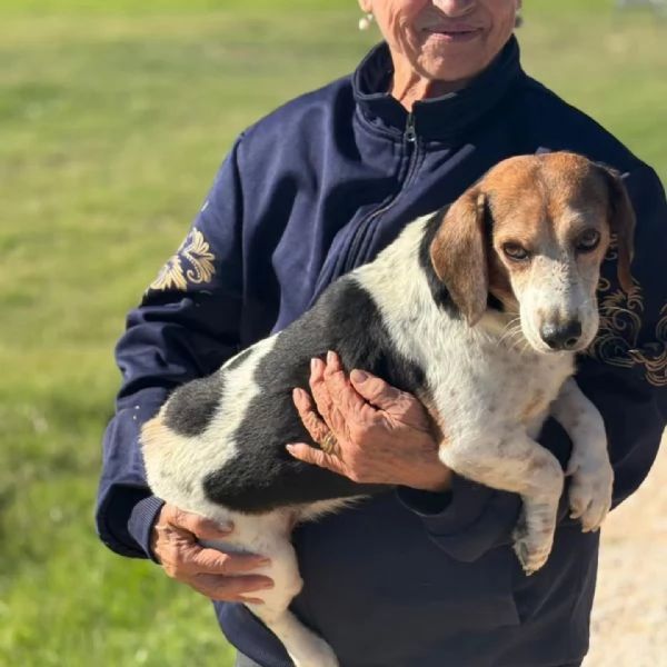 Giulio dolce cagnolino incrocio beagle jack russell cerca casa  | Foto 0