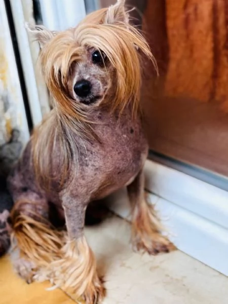 Tito chinese crested dog con pedigree cerca adozione | Foto 0