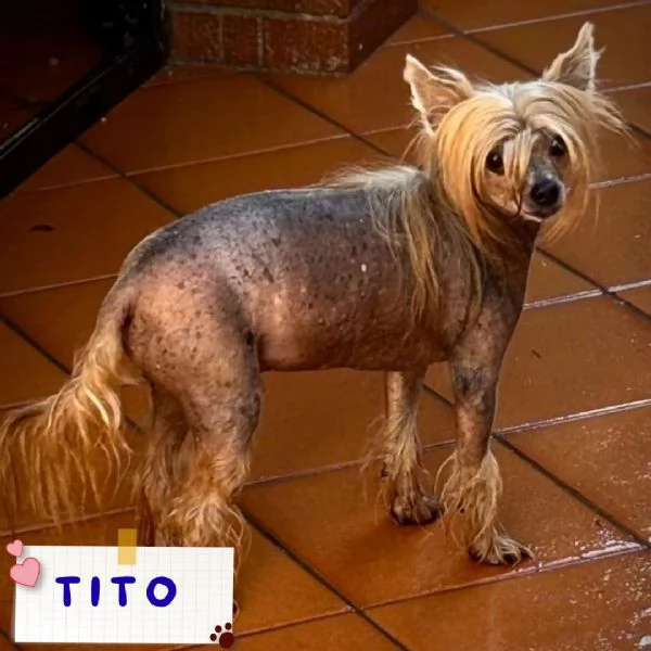 Tito chinese crested dog con pedigree cerca adozione