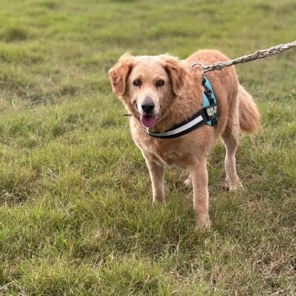 Filomena - incrocio labrador golden retriever cerca casa | Foto 1
