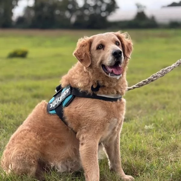 Filomena - incrocio labrador golden retriever cerca casa | Foto 0