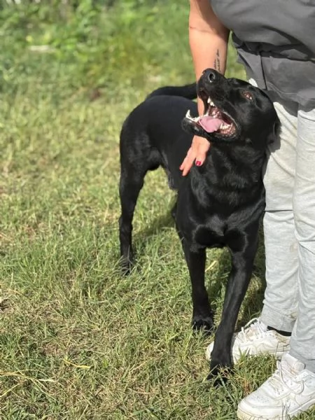 ROCKY simil labrador retriever 1 anno e mezzo in adozione | Foto 5