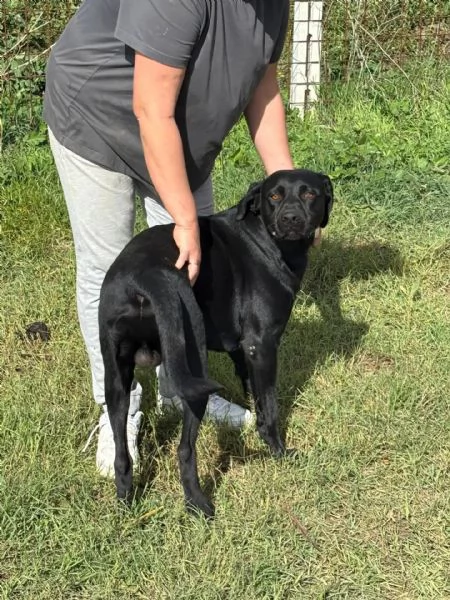 ROCKY simil labrador retriever 1 anno e mezzo in adozione | Foto 4