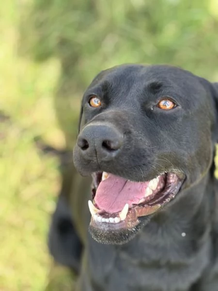ROCKY simil labrador retriever 1 anno e mezzo in adozione | Foto 3