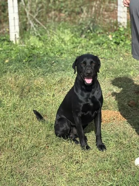 ROCKY simil labrador retriever 1 anno e mezzo in adozione | Foto 2