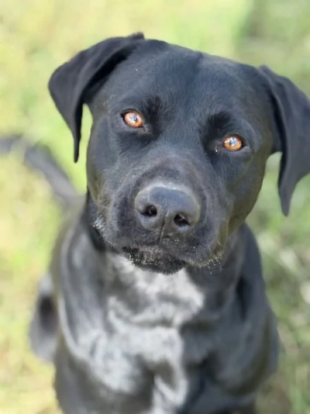 ROCKY simil labrador retriever 1 anno e mezzo in adozione | Foto 1