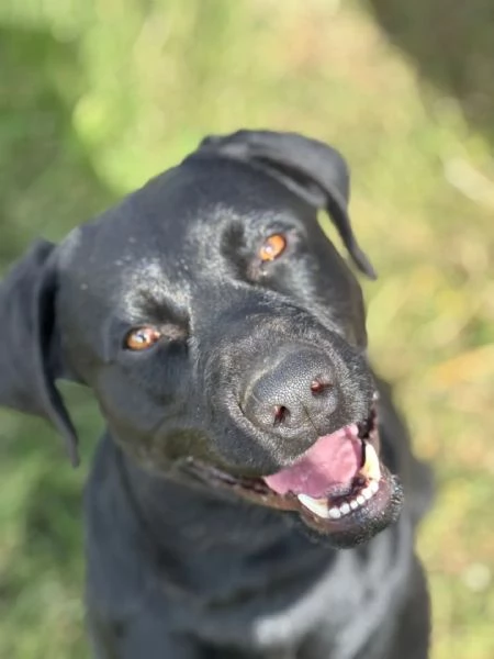 ROCKY simil labrador retriever 1 anno e mezzo in adozione | Foto 0