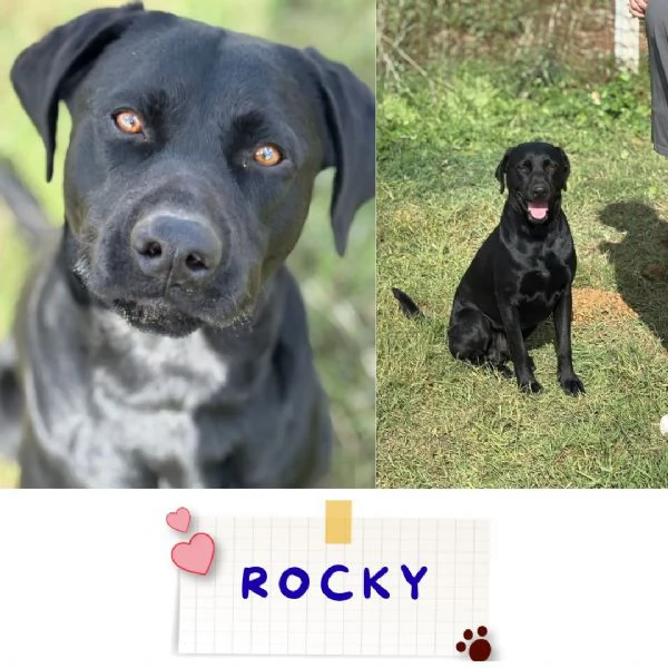 ROCKY simil labrador retriever 1 anno e mezzo in adozione