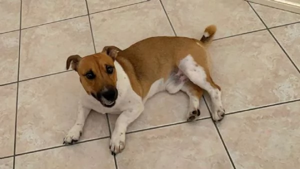 CODY simil jack russell 3 anni in adozione - Latina | Foto 1